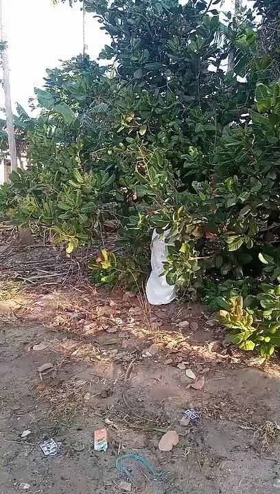 Funny comedy video