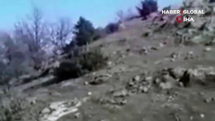 Yaban keçilerinin hakimiyet kavgası