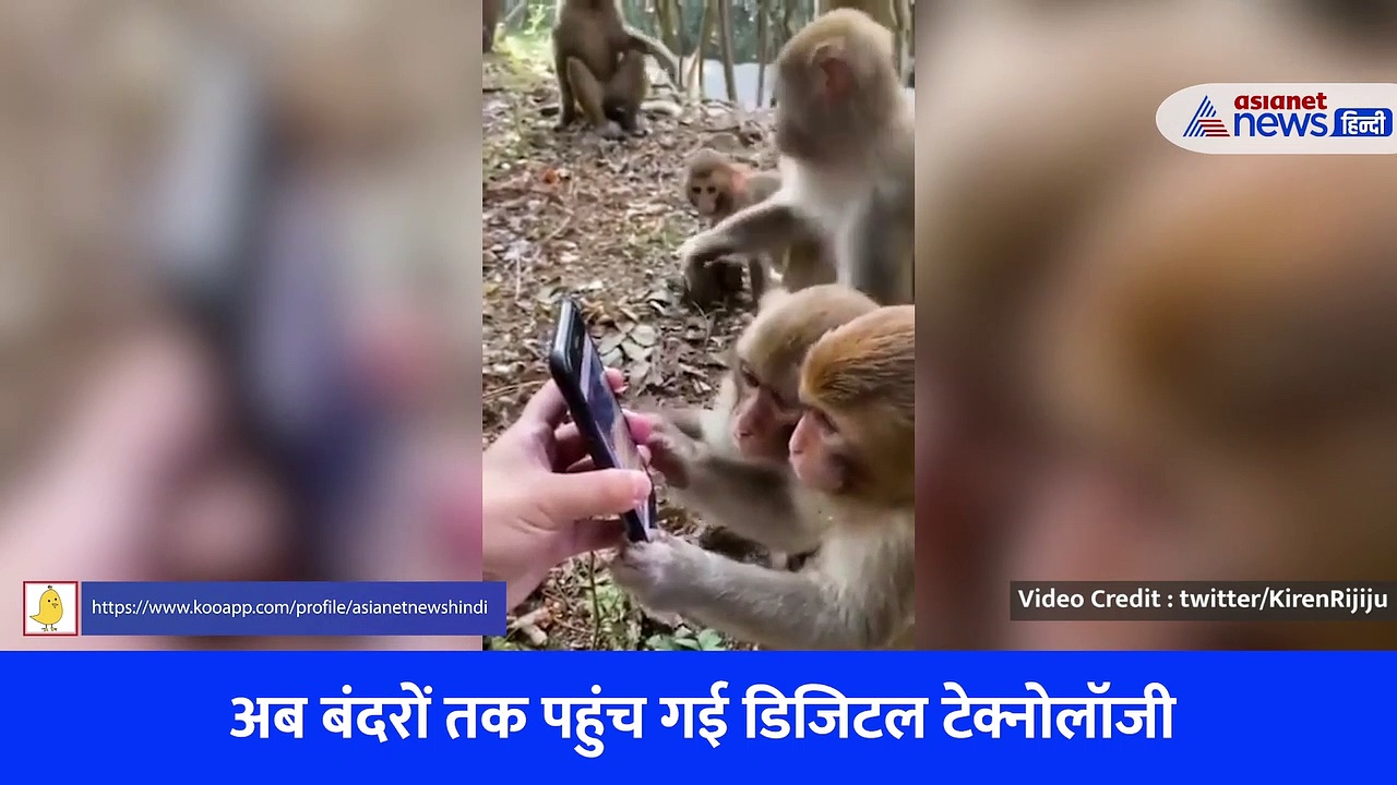 अब बंदरों को चढ़ा मोबाइल का चस्का, केंद्रीय मंत्री ने शेयर किया मजेदार वीडियो