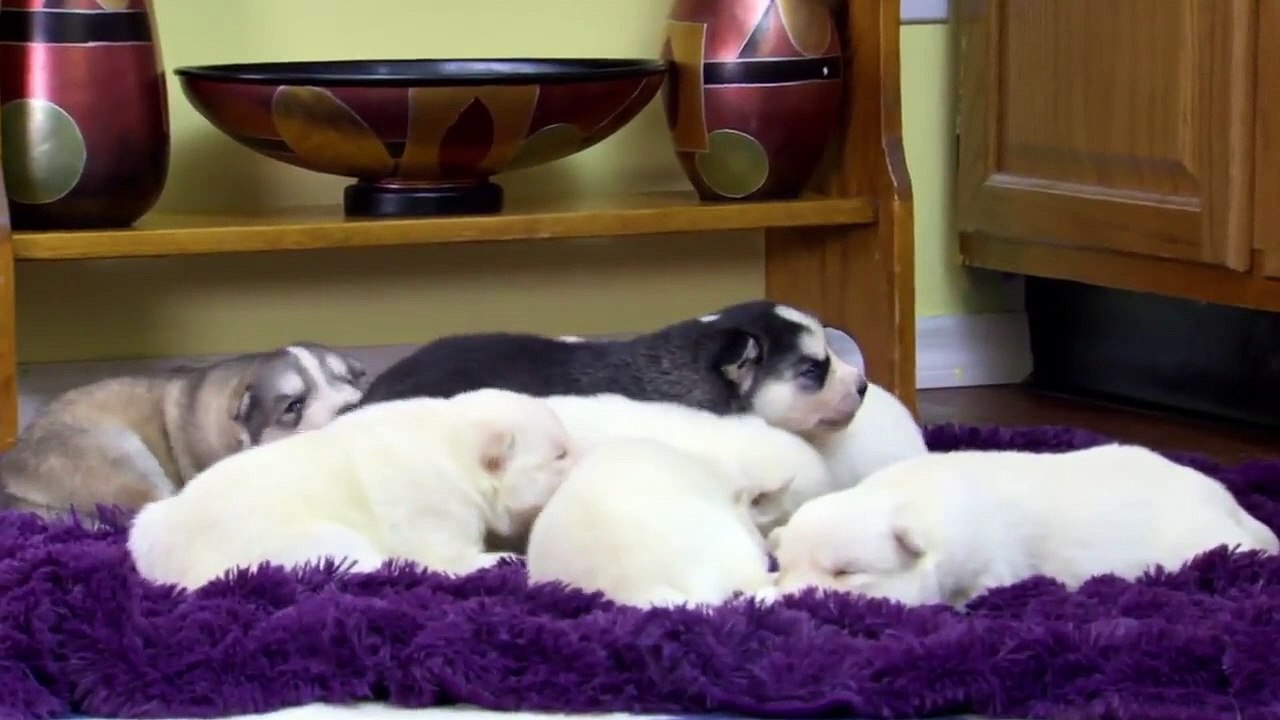 Too Cute! - Ep58 HD Watch