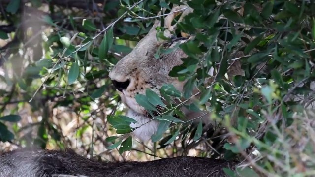 LIONESS skilfully hunts large WATERBUCK