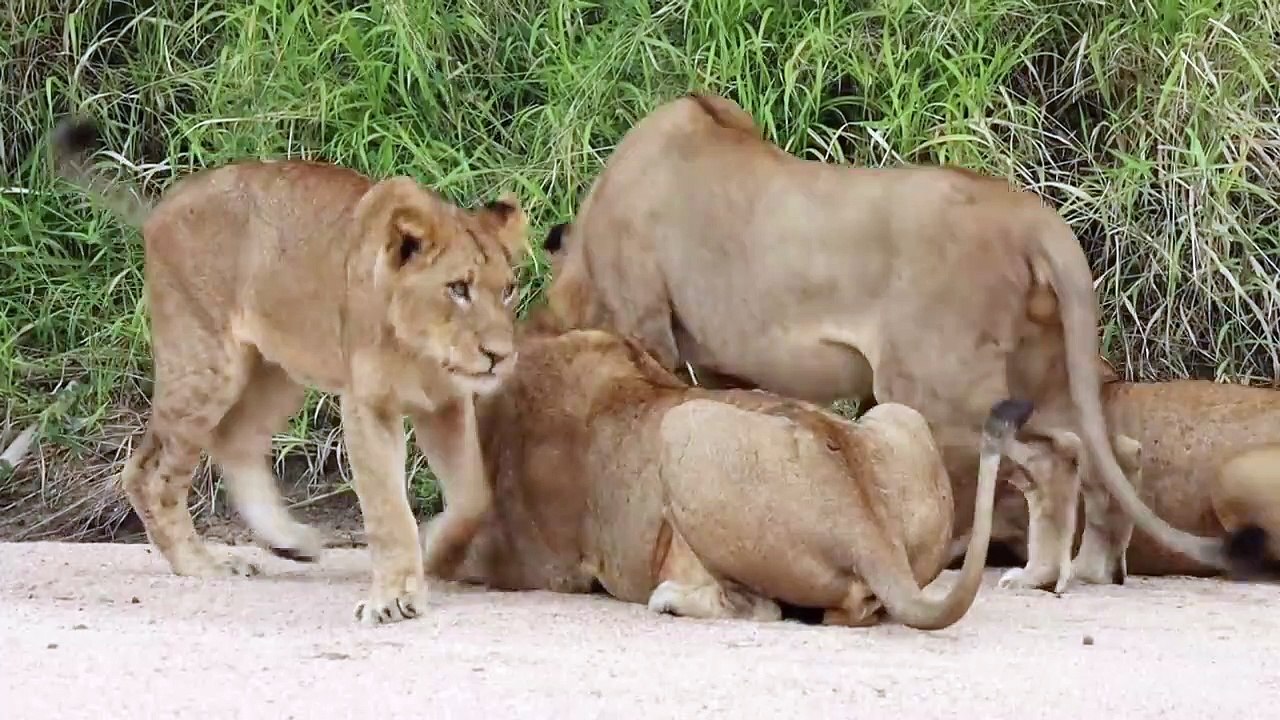 LIONS and a... CRAB!!!