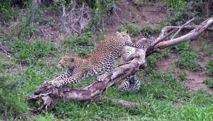 LIONS and LEOPARDS in the NORTH