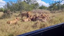 LIONS Devour BUFFALO in FEEDING FRENZY