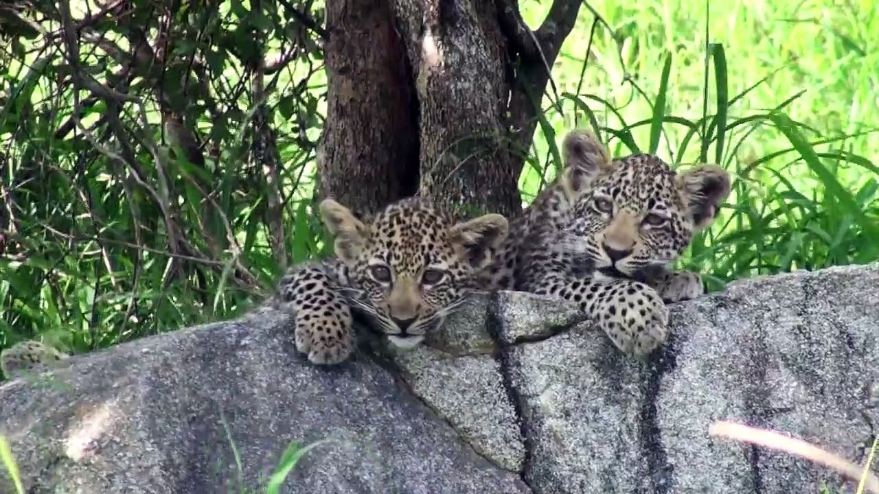 LIONS feeding and ELEPHANTS swimming