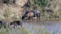 LIONS Hunt BUFFALO (Kambula pride)