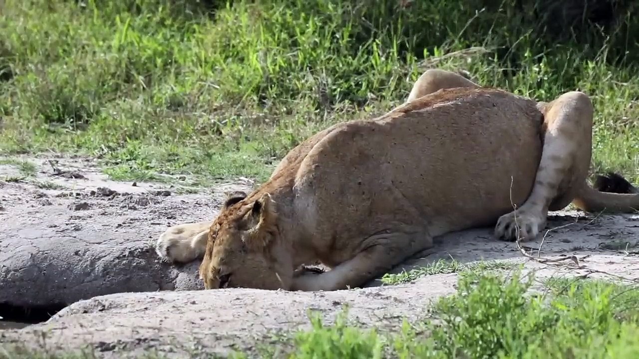 LIONS mate, WILD DOGS whoop and a LEOPARD rests.