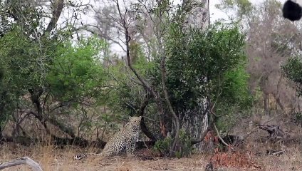 LIONS Steal and Kill Impala. ELEPHANTS Grieve. The TORCHWOOD Male.