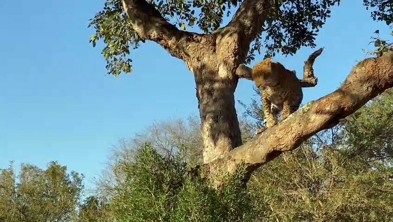 LIONS steal from LEOPARD and catch HYENA. WILD DOGS vs HYENAS. More LEOPARDS
