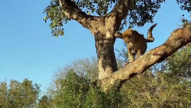LIONS steal from LEOPARD and catch HYENA. WILD DOGS vs HYENAS. More LEOPARDS