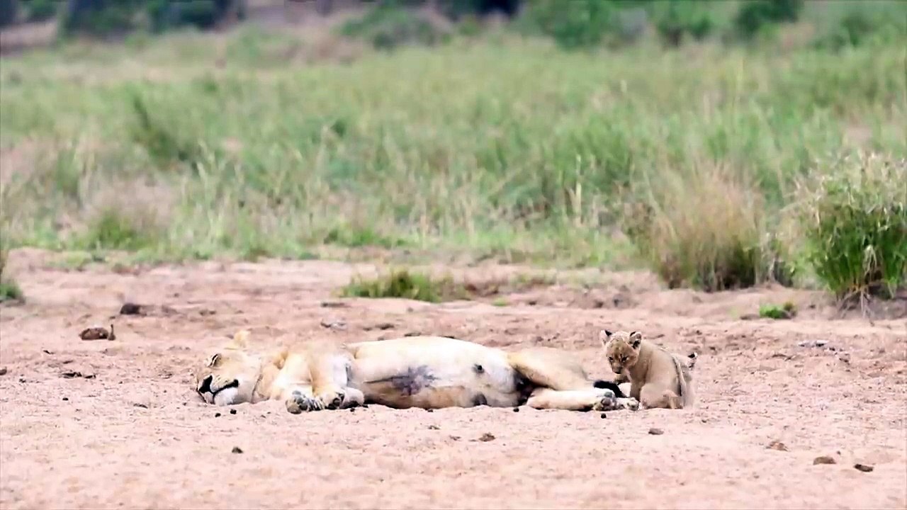 LIONS. The Kambula Pride.