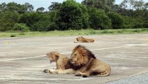 MATING LIONS on the Runway, LEOPARD Rasping and ZEBRAS.