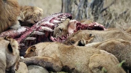 NKUHUMA Pride and NORTHERN AVOCA Males feeding
