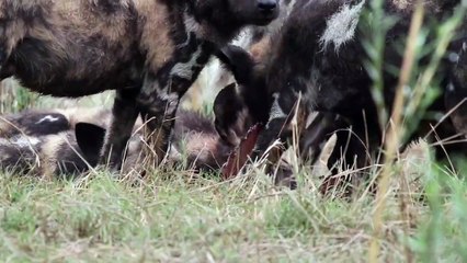 Playful WILD DOGS