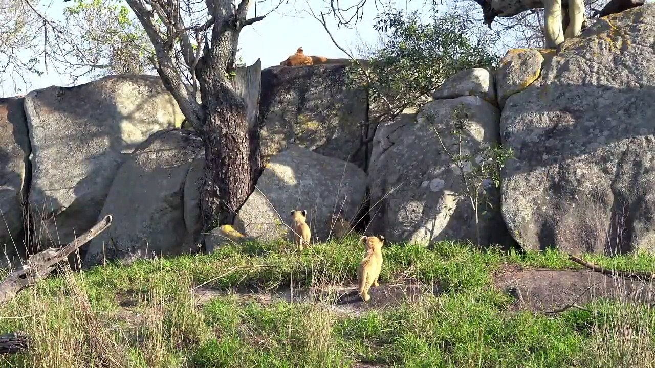 Rock Climbing LION Cubs. A Clumsy LEOPARD.