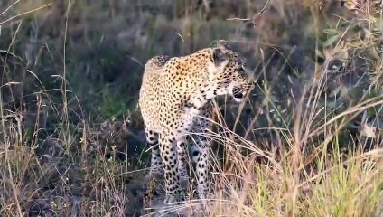 Shy LEOPARD cub, LION interrupts CHEETAH hunt, and lots of ELEPHANTS.