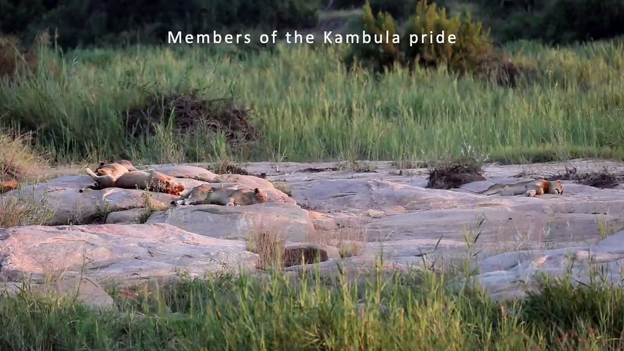 The KAMBULA PRIDE. And the MAXIM'S MALE with the PLAQUE ROCK FEMALE ...