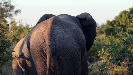 The TORCHWOOD Male and BUFFALOES. ELEPHANT Bulls CLASH. HYENAS Steal From LEOPARD.