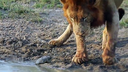 When SIZE Does NOT MATTER - Terrapin vs LIONS