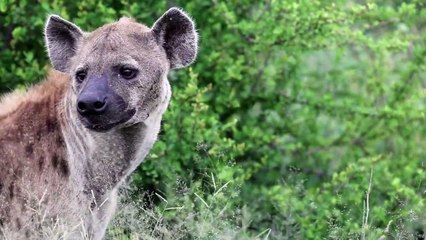 WILD DOGS and their CLEAN-UP CREW