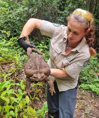 YENİDEN: Avustralya'da 2.7 kiloluk dev kurbağa bulundu