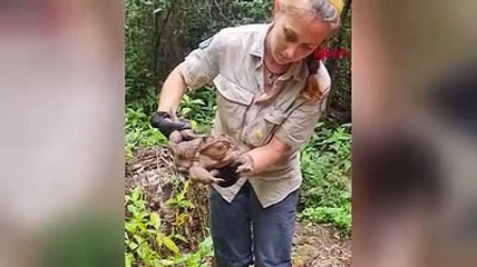 Avustralya dev kurbağayı konuşuyor! Godzilla'ya rakip geldi; rekor olabilir