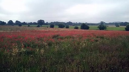 Poppy Fields