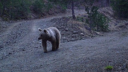 Hava sıcaklıkları bazı hayvan ırklarını yok edebilir