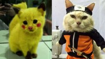 FUNNY CATS VIDEOS MAKE LAUGHING PART 3 BEST FUNNY ANIMAL VIDEOS BEST CUTE CATS