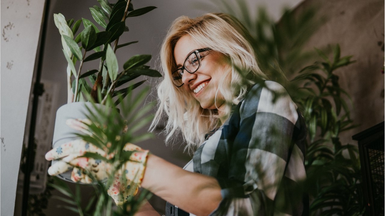 Zimmerpflanzen: Zu regelmäßiges Gießen ist schädlich