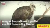 white owl seen in kanpur #kanpur