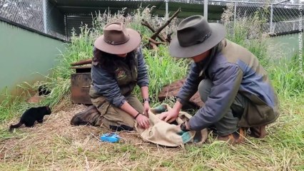 Adorable Tasmanian devil joeys born at animal sanctuary in Australia receive their first health checks