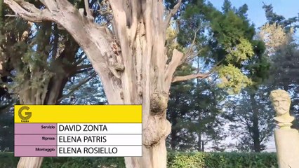 Mangiare il girasole d'inverno appena raccolto nell'orto: il piatto dello chef di Villa Monty Banks