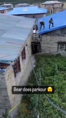 Un ours se met en mode Parkour pour pourchasser des villageois sur le toit des maisons