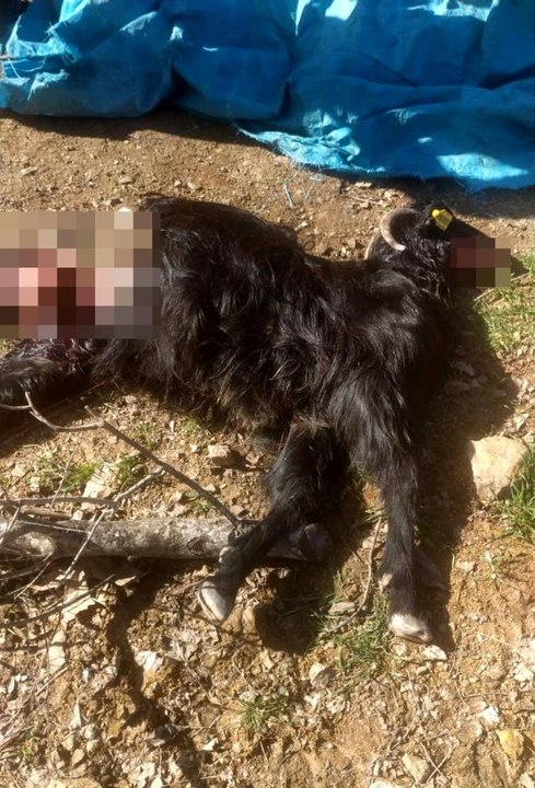 Kurt saldırısına uğrayan 18 keçi telef oldu, 6 keçi yaralandı