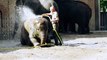 Cutest And Funniest Baby Elephant Bath You've Ever Seen