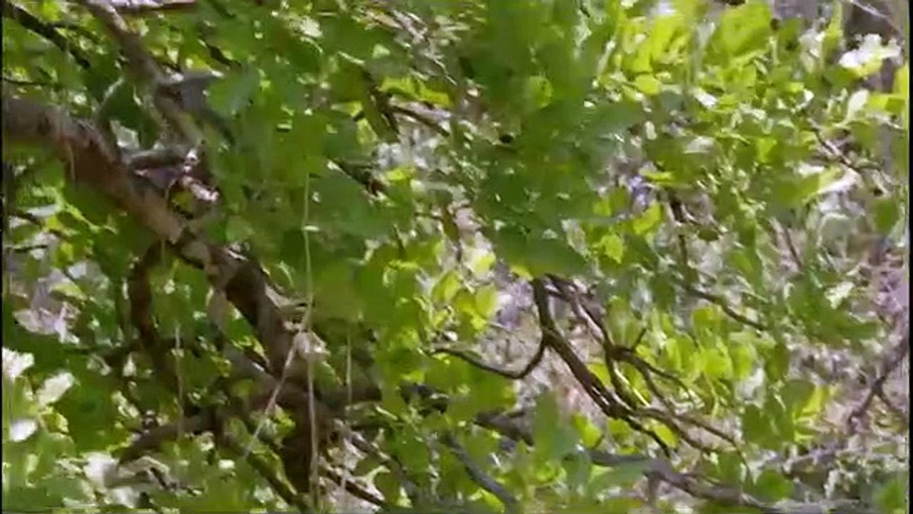 Africa's Hunters - Se2 - Ep01 - The Trials of Olimba HD Watch