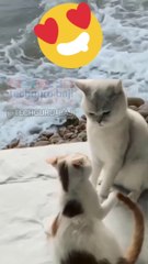 funny cat movement || Kabake bichade || कब के बिछडे fun2 dhamaal @techguru_baji