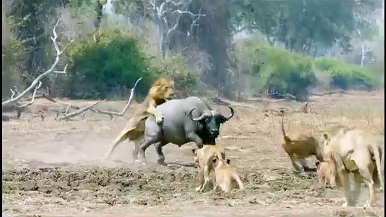 Africa's Hunters - Se3 - Ep03 - The Misfit Comes of Age HD Watch