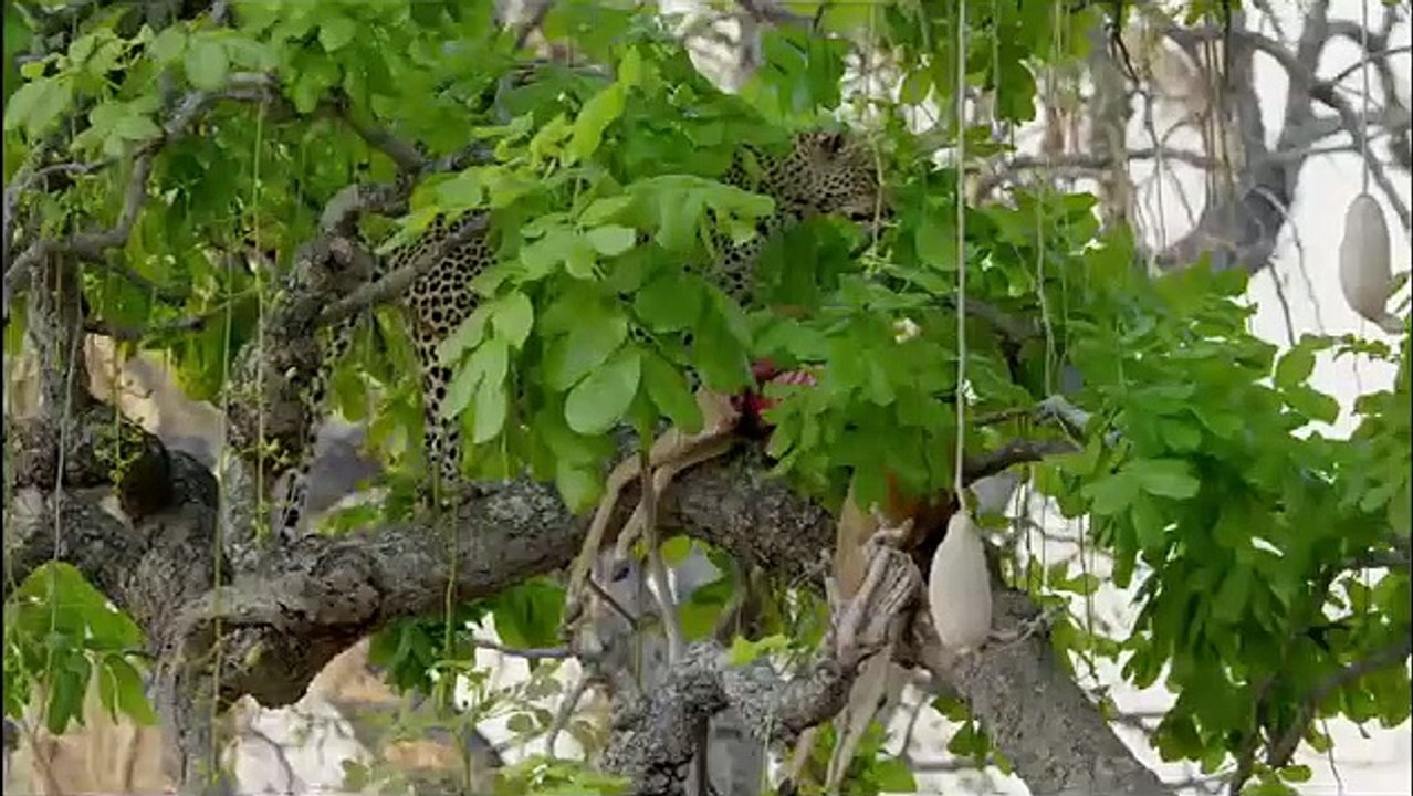 Africa's Hunters - Se3 - Ep04 - The Leopard Who Changed Her Spots HD Watch