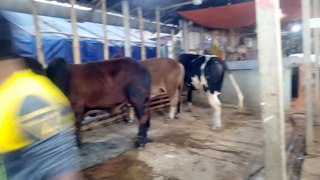 Black with Red cow available in bangladesh