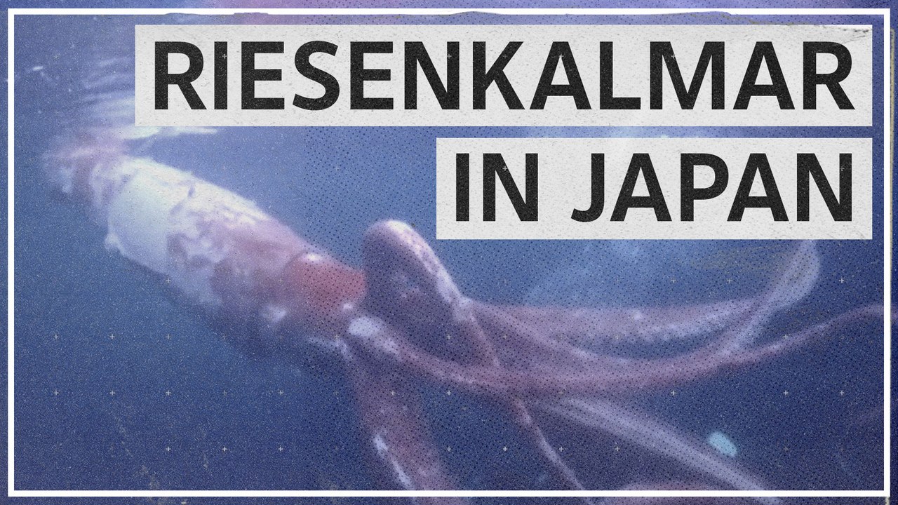 Lebender Riesenkalmar vor Japan gefilmt