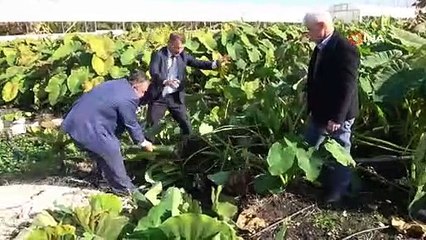 Çok sayıda kişi bu işe yöneldi | Her dönümü 100 bin ira gelir demek