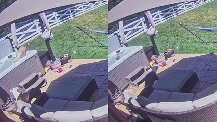 Dog tumbles into a hot tub while goofing around in the yard