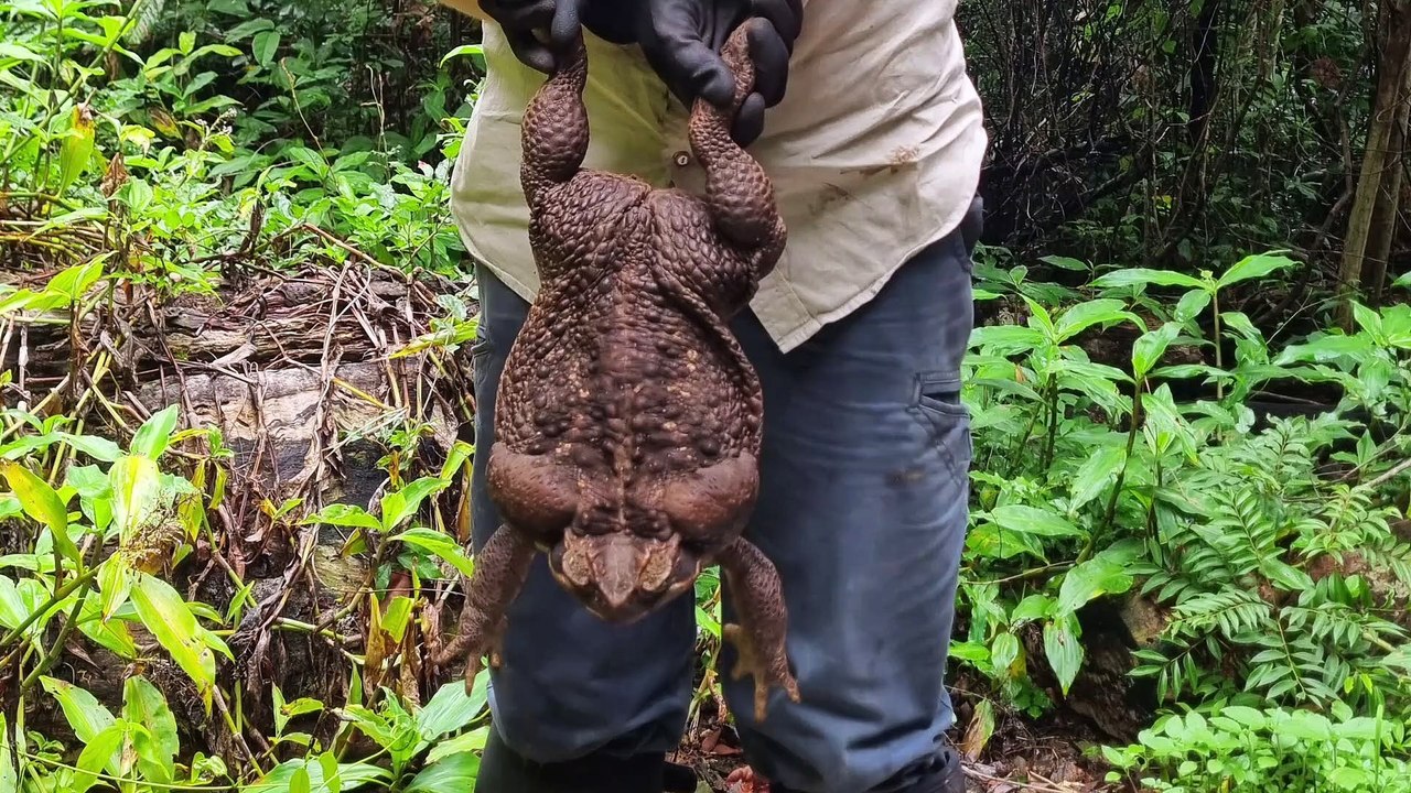 Monströse Kröte in Australien gefunden!