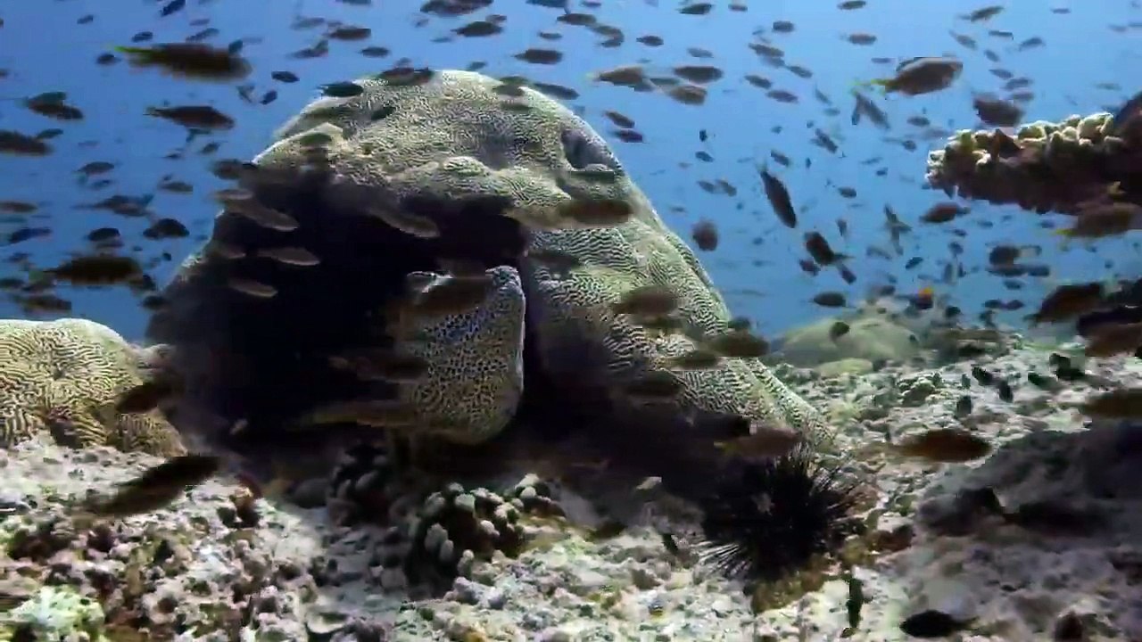 Arabian Seas - Se1 - Ep01 - Carnivores of the Coral Garden HD Watch