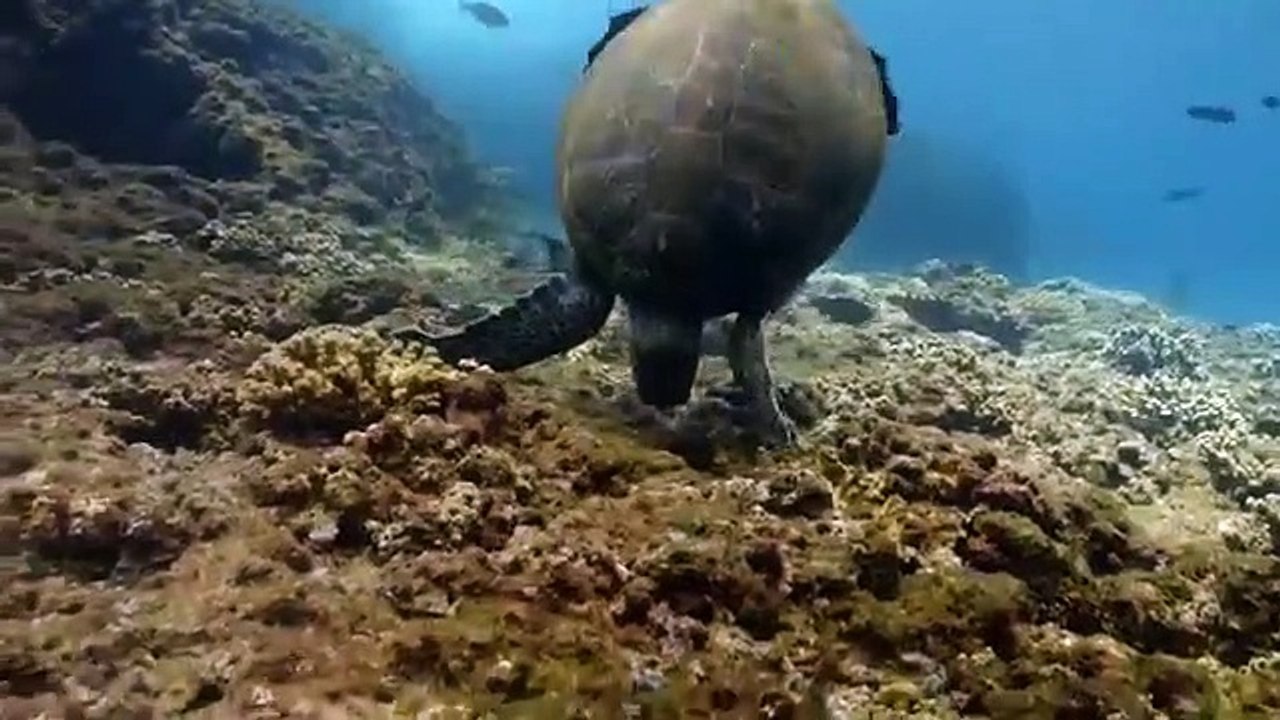 Arabian Seas - Se1 - Ep05 - A Turtle's Legacy HD Watch