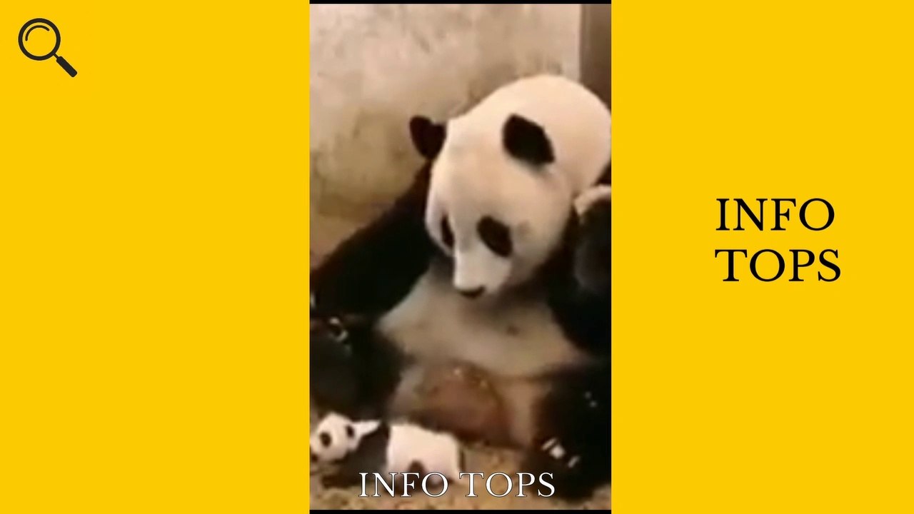 Best Funny Animal Videos