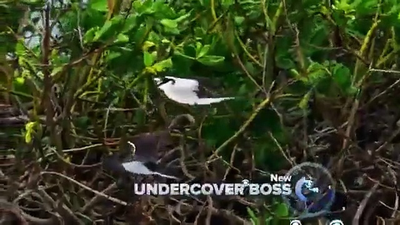 Survivor - Se24 - Ep09 HD Watch