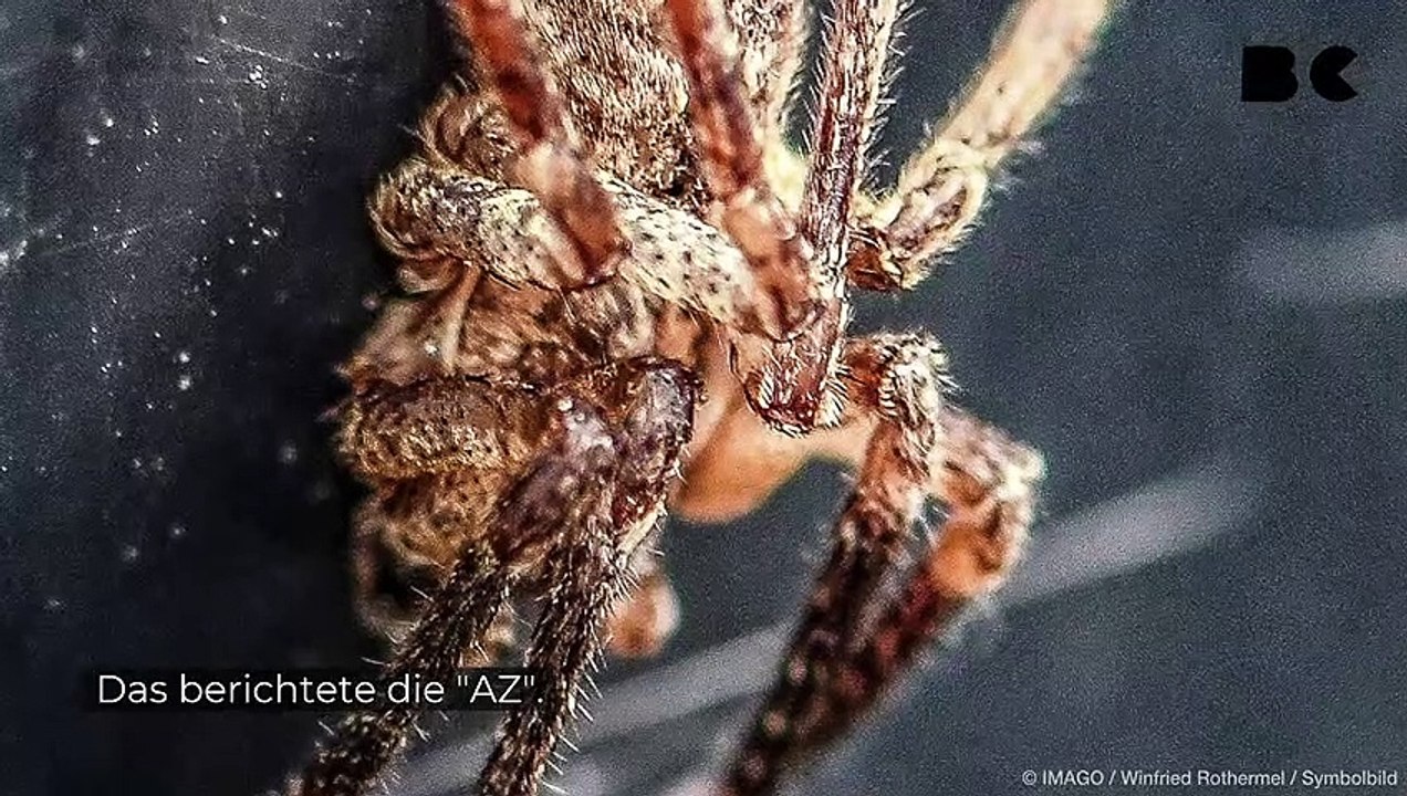 Nosferatu-spinne: frau wird beim anziehen gebissen